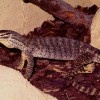 Varanus Gouldi (panoptes)horni